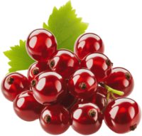 Redcurrant PNG