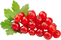 Redcurrant PNG