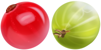 Redcurrant PNG