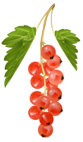 Redcurrant PNG