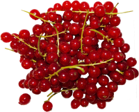Redcurrant PNG