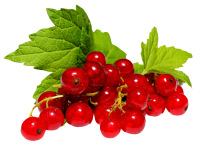 Redcurrant PNG