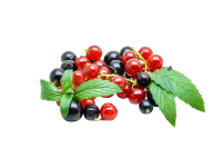 Redcurrant PNG