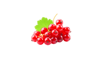 Redcurrant PNG