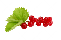 Redcurrant PNG