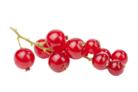 Redcurrant PNG
