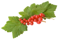 Redcurrant PNG