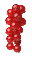 Redcurrant PNG