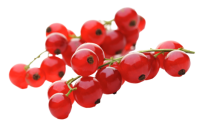 Redcurrant PNG red