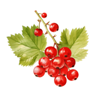 Redcurrant PNG