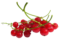 Redcurrant PNG picture