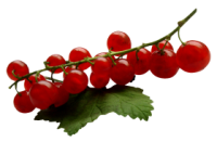 Redcurrant PNG