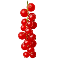 Redcurrant PNG image