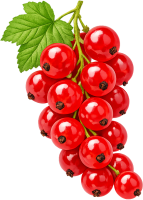 Redcurrant PNG