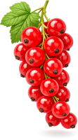 Redcurrant PNG
