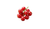 Redcurrant PNG