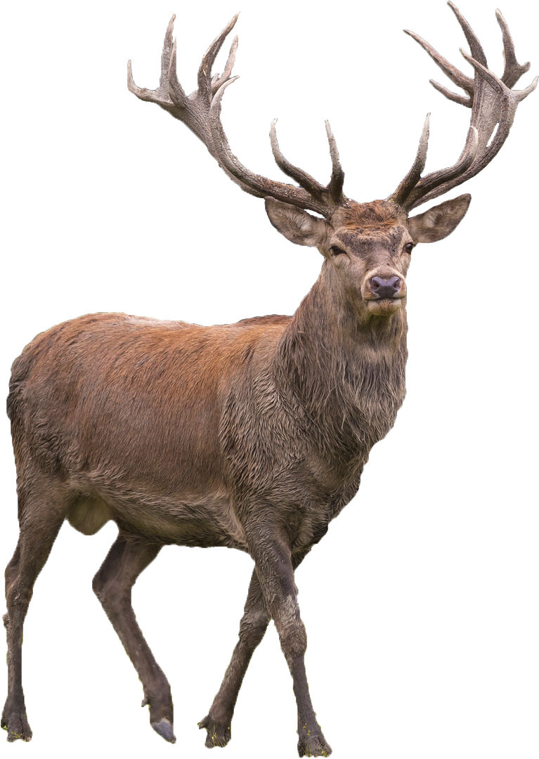 Santa Claus’s reindeer PNG transparent image download, size: 767x1080px