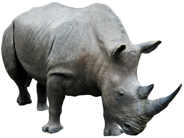 Free Rhino
