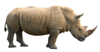 Носорог PNG