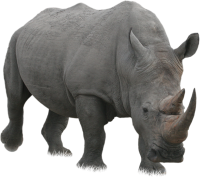 Rhino PNG