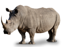Носорог PNG