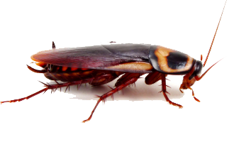 Cucaracha PNG