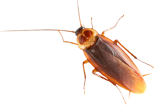 Cucaracha PNG