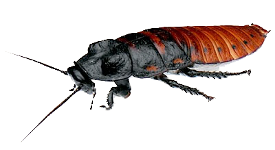 Roach PNG