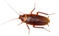 Cucaracha PNG