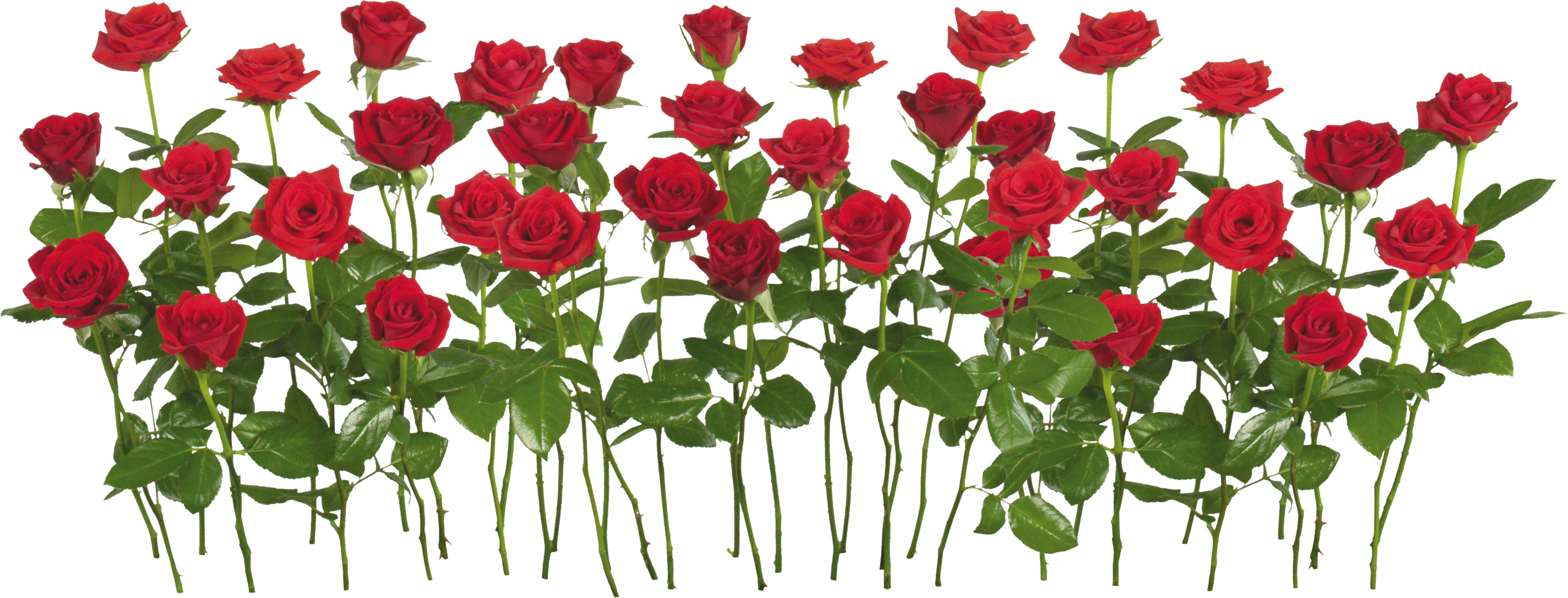 Rose png image, free picture download