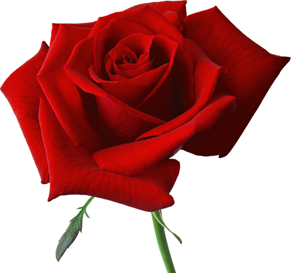 Red rose png image, free picture download transparent image ...