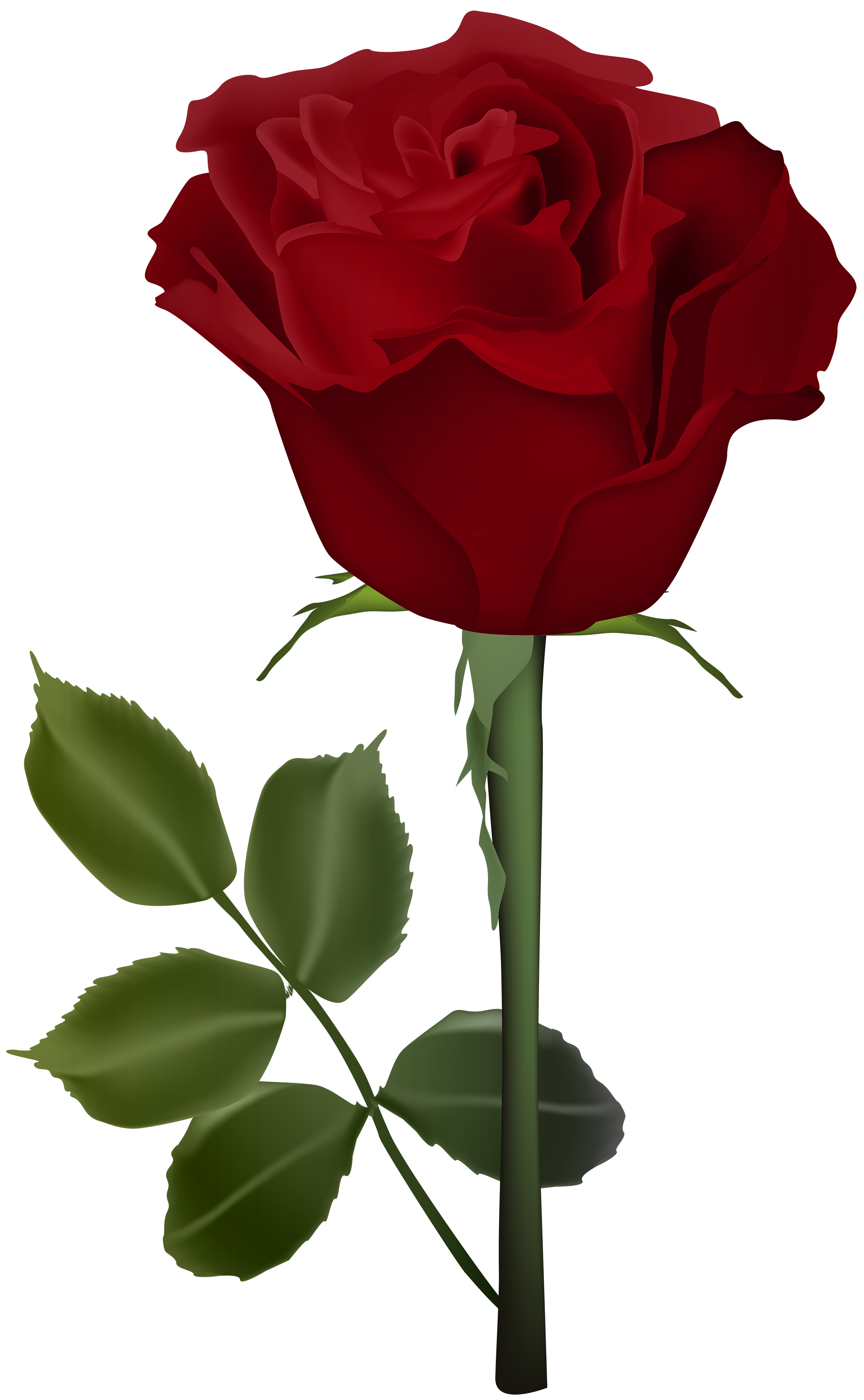 Rose PNG