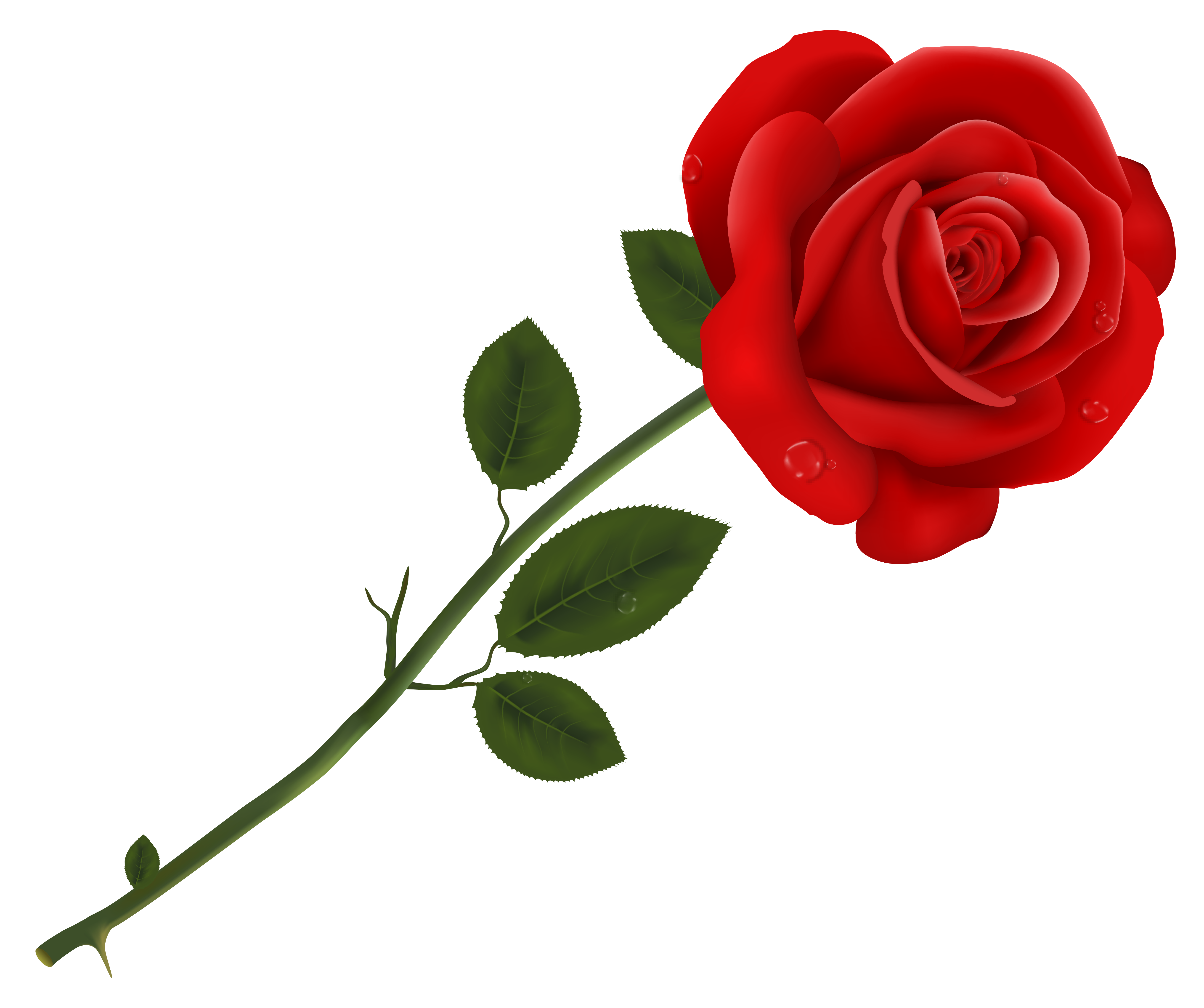 Rose PNG transparent image download, size: 5270x4411px