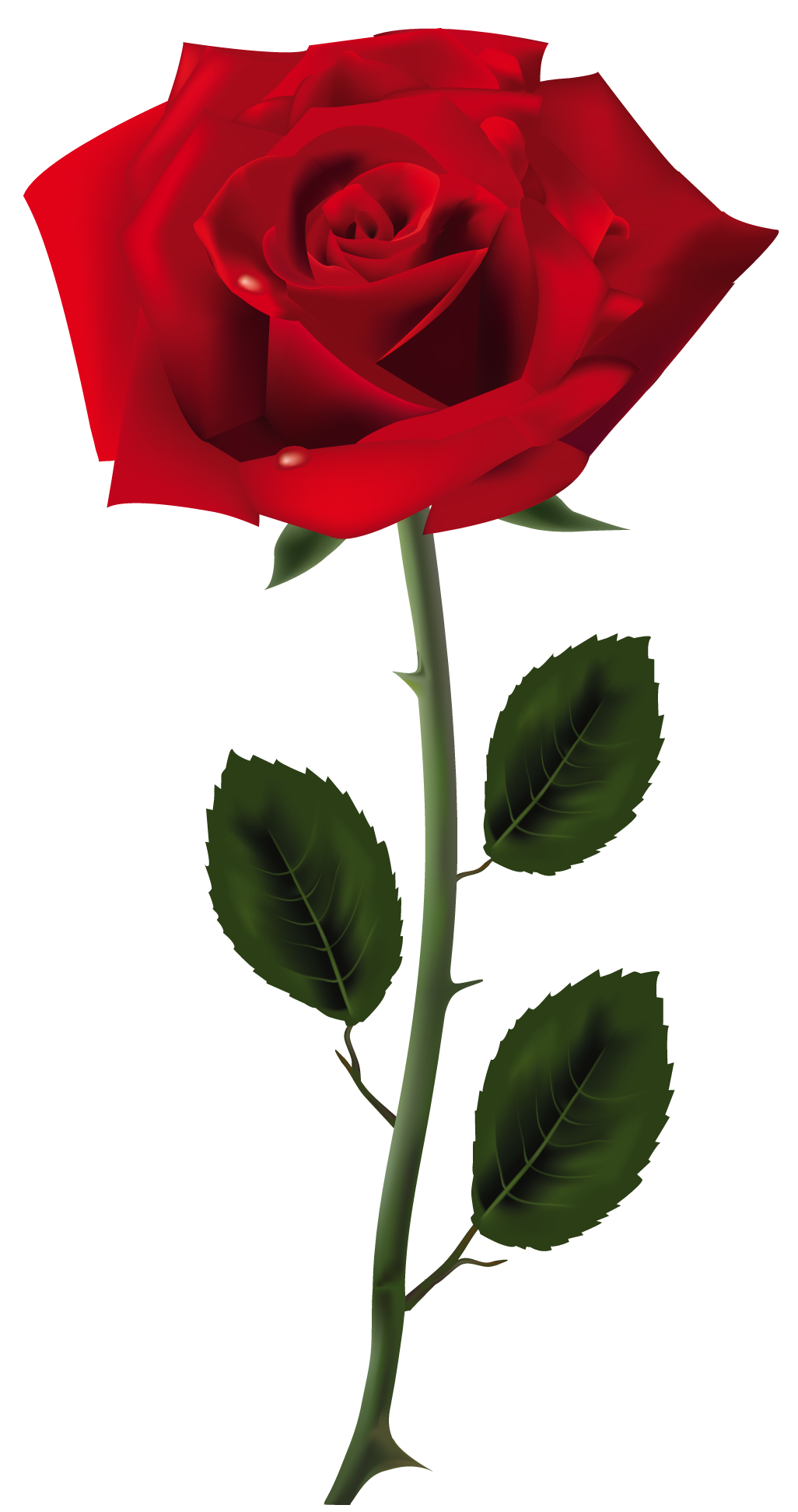 Rosa PNG