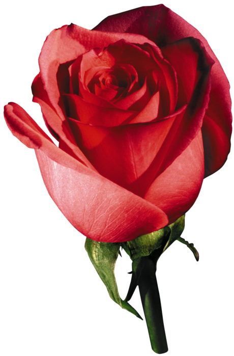 Rose PNG