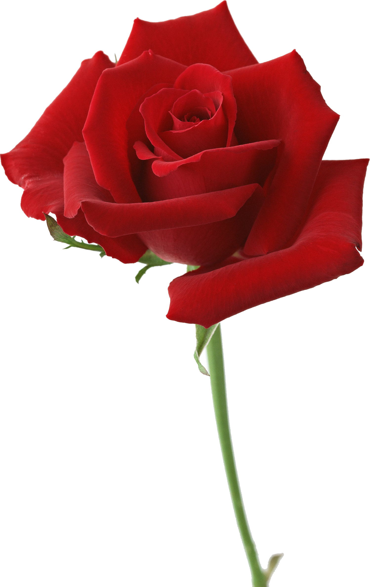 Rose PNG