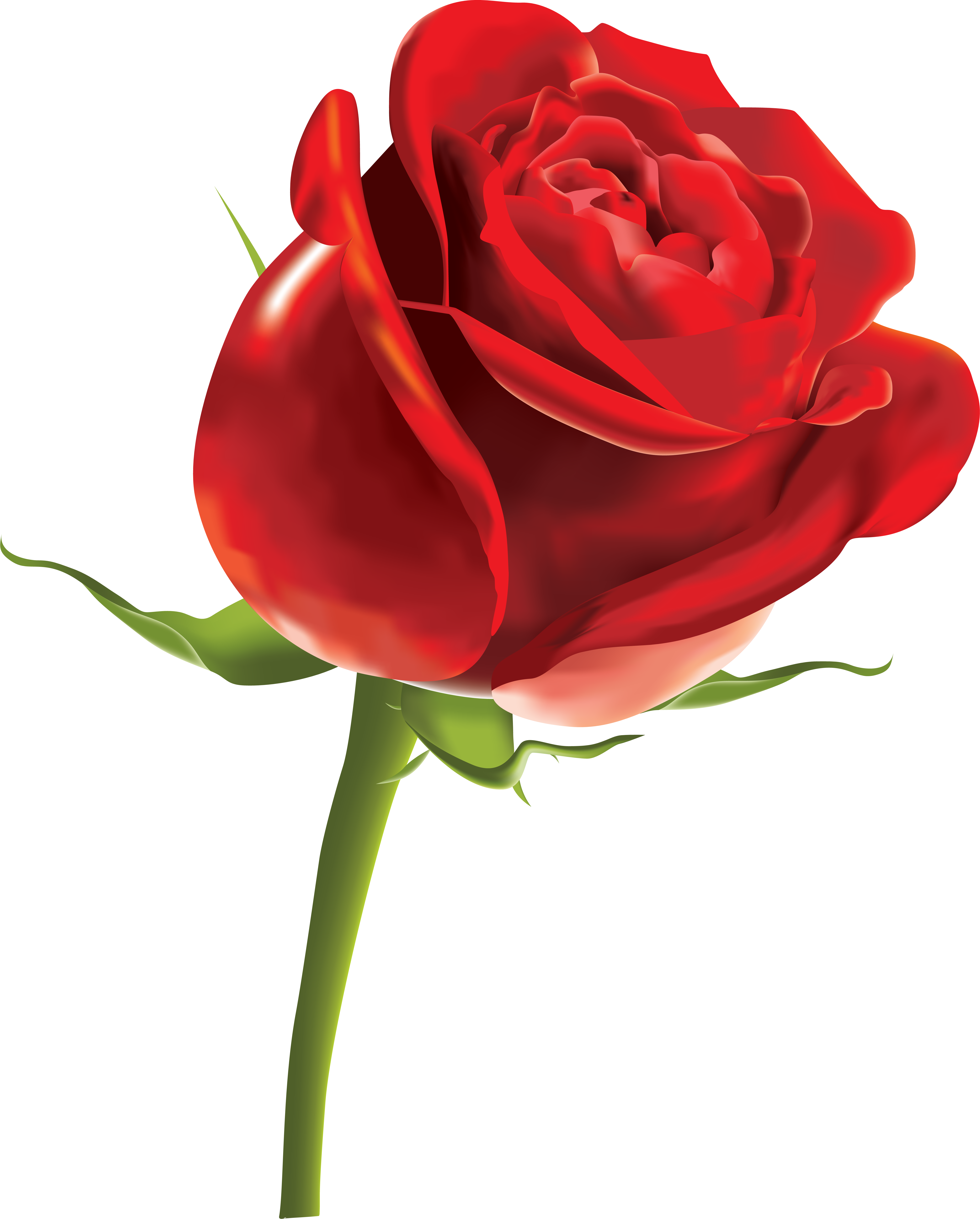 Rose PNG