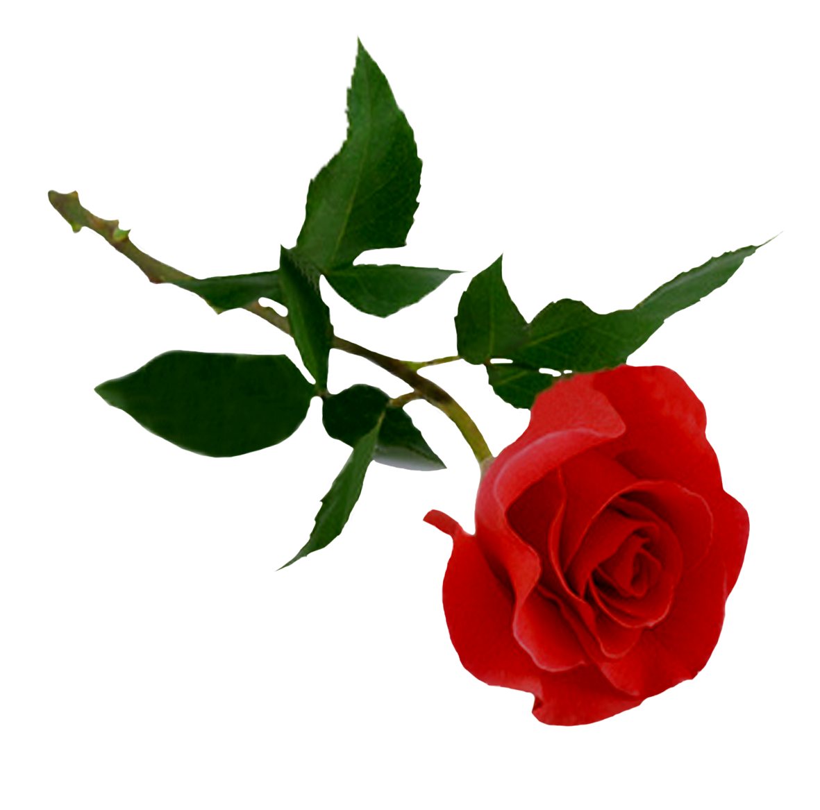 Rose Png Transparent Image Download Size 1181x1167px