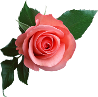 Розовая роза PNG фото