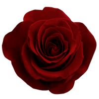 Red rose png image, free picture download