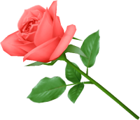 Розовая роза PNG фото