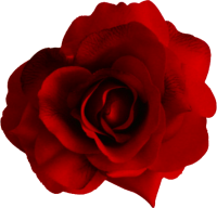 Red rose png image, free picture download