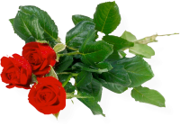 Розы цветы PNG фото