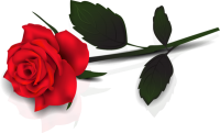 Розы PNG