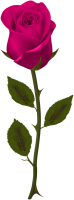 Rosa PNG