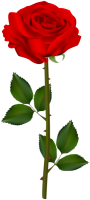 Розы PNG