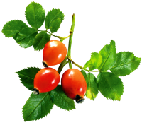 Rose hip PNG picture