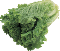 Salad PNG image