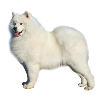 perro Samoyedo PNG