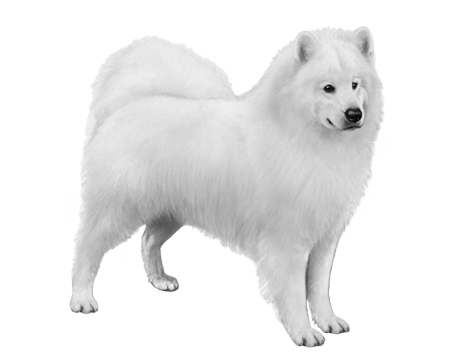 Samoyed PNG